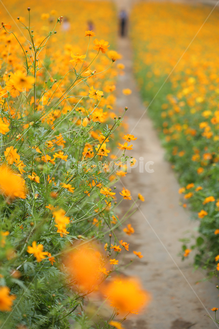 들꽃마루,올림픽공원,코스모스,노랑,노랑코스모스,cosmos,yellow,yellowcosmos,park,가을,계절,fall,autumn,season,식물,자연,plants,nature,꽃,flower,grassland,목초지,outdoors,옥외,field,들,tree,나무,ornament,장식,christmas tree,크리스마스 트리,plant