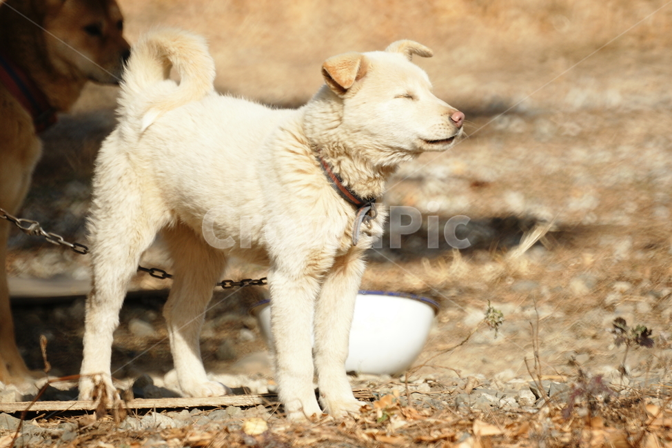 풍산개,강아지,암컷,봄,시골개,밥그릇,흰둥이,동물,animal,포유류,mammal,개,강아지,dog,doggy