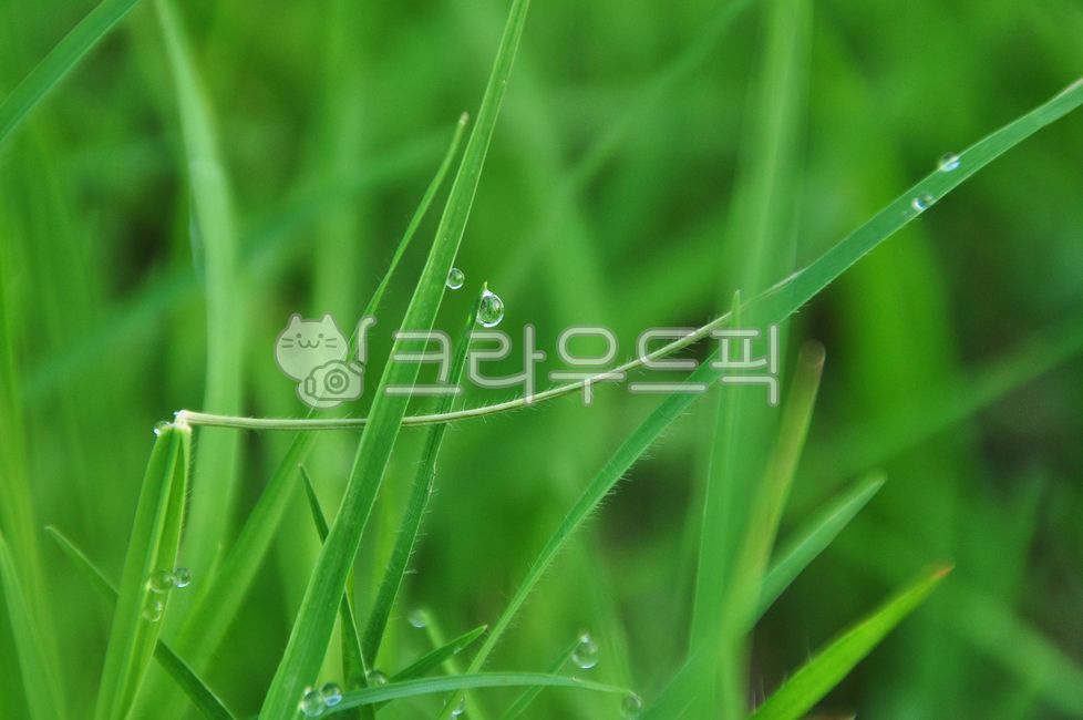 초록, 풀잎, 이슬, 물방울, 식물, 사진,이미지,일러스트,캘리그라피 - 워니앤쥬작가