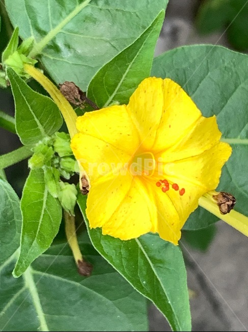 plant,식물,leaf,잎,노란,꽃송이,꽃,노란꽃,싱그러움,옐로우