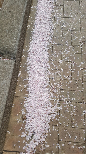 꽃길,꽃잎,꽃잎길,벗꽃잎,벚꽃잎길,꽃,flower