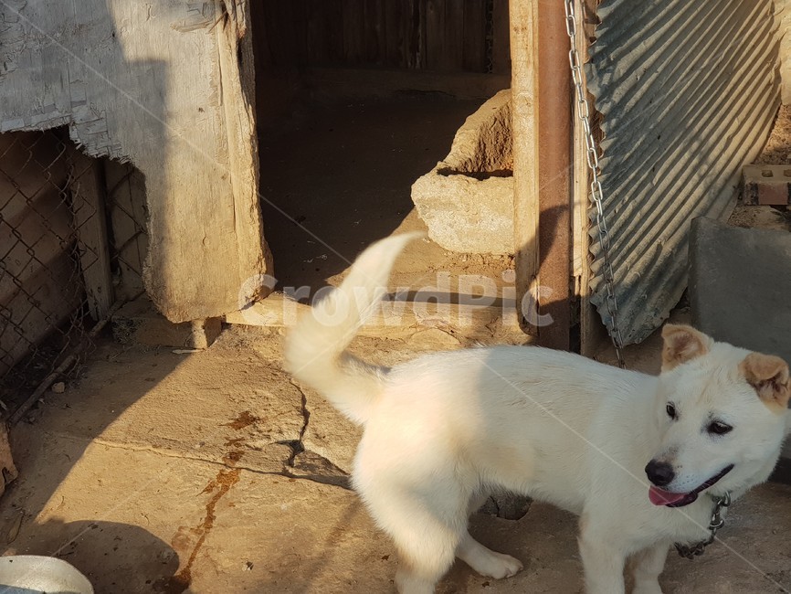 강아지,개,dog,animal,pet,햇살,마당,동물,animal,개,강아지,dog,doggy