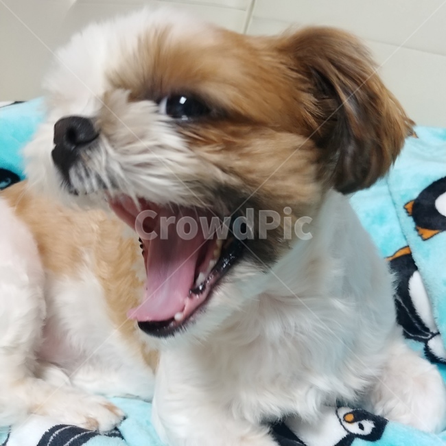 동물,pet,strap,animal,강아지,개,puppy,dog,시츄,shihtzu,개,강아지,dog,doggy