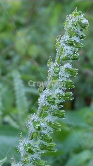 자연,식물,들깨,아침이슬,텃밭,식물,자연,plants,nature