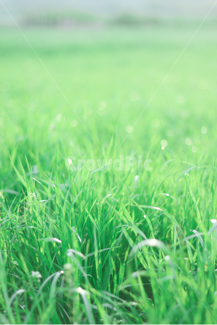 풀,나무,식물,잔디,여름,식물,자연,plants,nature,감성,sensible,feeling,휴식,힐링,rest,relaxation,healing