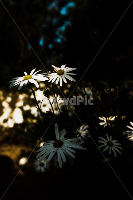 plant,식물,flower,꽃,자연,야생화,wildflower,nature,가을,fall,식물,자연,plants,nature,꽃,flower
