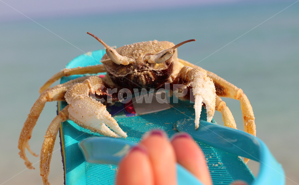 게,바닷게,바다,집게발,집게,더듬이,해변,슬리퍼,신발,쪼리,손,동물,animal