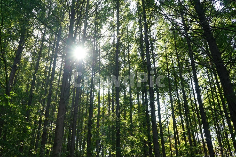 나무,녹색,숲,초가을,자연,nature,trees,green,woods,fall,autumn,sun,햇빛,휴식,relaxation,healing,vertical,힐링,forestbathing,freshness,상쾌,계절,빛갈림,숲풍경,빛,에코,자연환경,자연,풍경,nature,landscape,flare,플레어,light,빛,sunlight