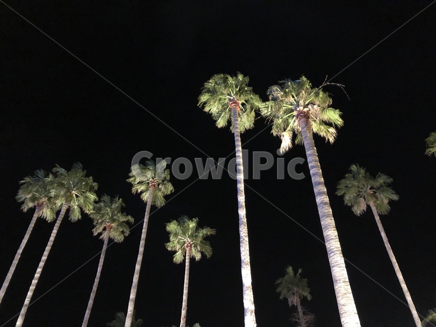 야자수,제주도,나무,밤,야자수나무,야경,밤,풍경,nightscape,night,landscape,식물,자연,plants,nature,나무,trees,wood,tree,plant,palm tree,arecaceae,Arecaceae