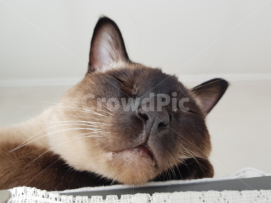 샴,샴고양이,cat,고양이,반려묘,반려,검정고양이,포유류,animal,단모,낮잠,family,휴식,rest,애완동물,pet,동물,동물,animal,포유류,mammal,고양이,cat,kitten,kitty