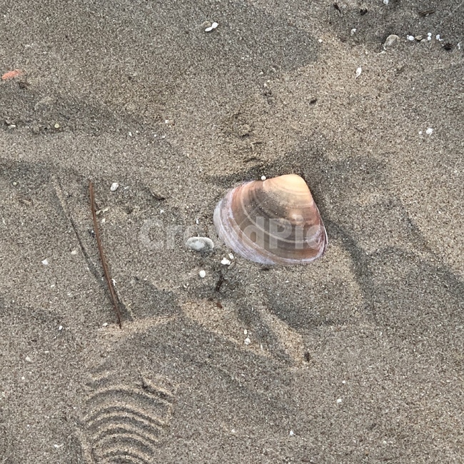 조개,바다,모래,해산물,발자국,해변,바다,beach,sea