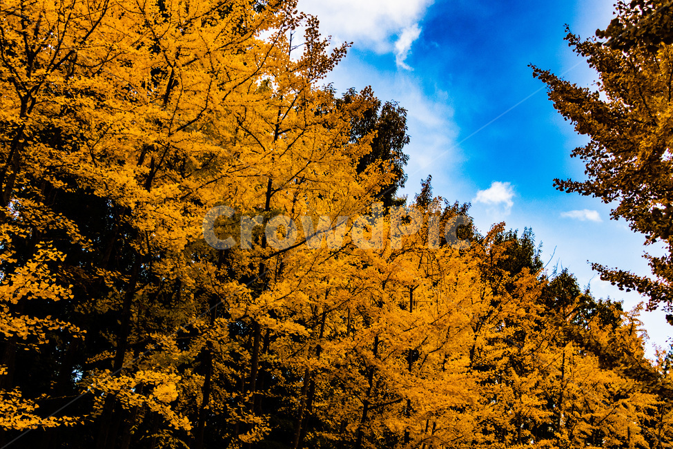 은행,은행잎,은행나무,은행나무잎,은행숲,은행나무숲,가을,계절,fall,autumn,season,자연,풍경,nature,landscape,tree,나무,plant,식물,leaf,잎