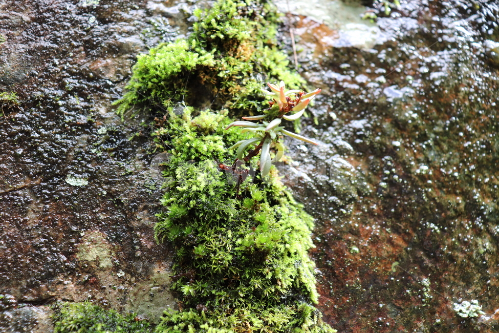 이끼,습지,산,moss,lichen,mountain,nature,자연,자연,풍경,nature,landscape,식물,plants,plant