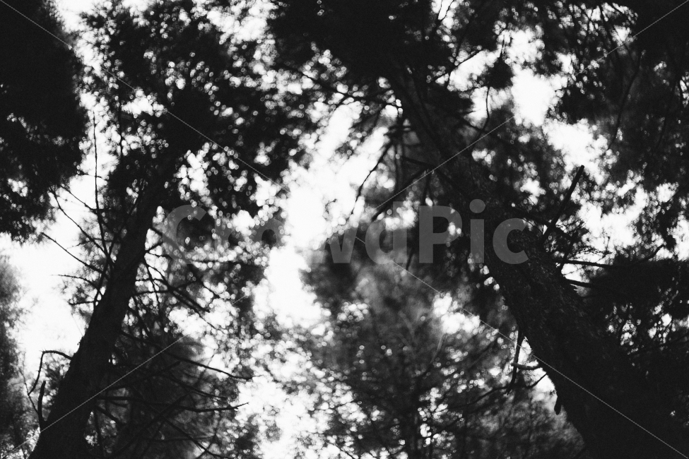 제주,사려니숲길,흑백,자연,풍경,감성,제주도,식물,자연,plants,nature,흑백,모노톤,monochrome,black and white