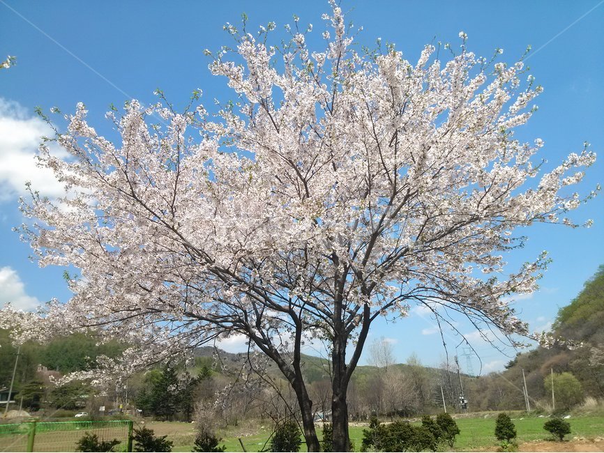 자연,나무,벚꽃,봄,tree,봄,계절,spring,season,식물,자연,plants,nature,나무,trees,wood,plant