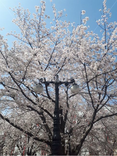 가로등,벚꽃,자연,꽃,하늘,봄,계절,spring,season,blossom,cherry blossom,flower,plant,식물