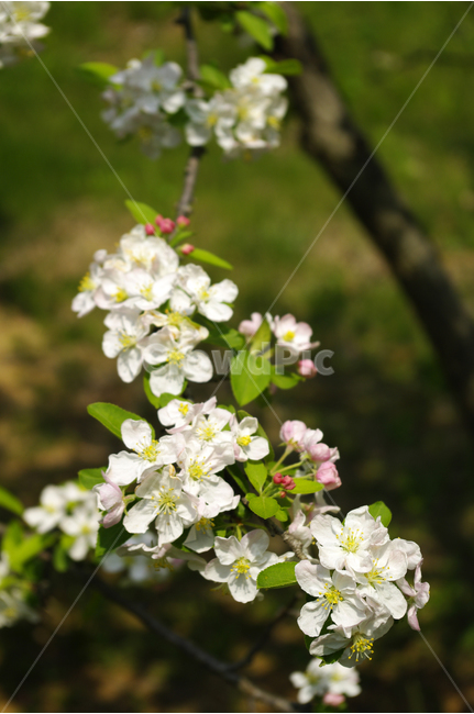 꽃사과,식물,flower,plants,nature,꽃,꽃봉오리,color,나무,식물,자연,plants,nature,꽃,flower