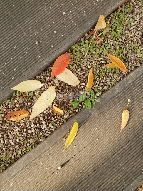 가을,숲,낙엽,햇살,힐링,자연,산책,가을,계절,fall,autumn,season,ground,바닥,plant,식물,leaf,잎