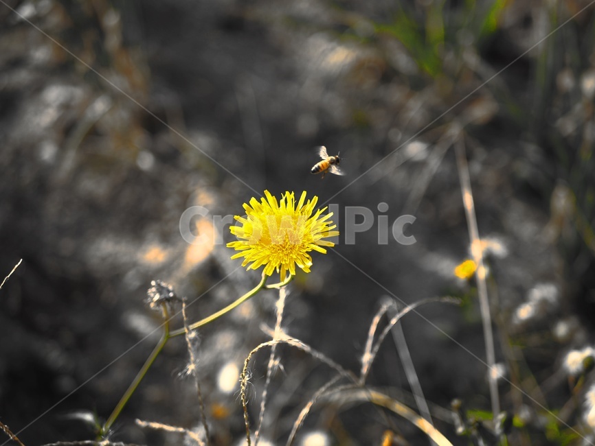 민들레,dandelion,꿀벌,spore,bee,벌,꽃,노란꽃,비행,노랑색,노랑,식물,자연,plants,nature,꽃,flower,동물,animal,곤충,벌레,insect,bug