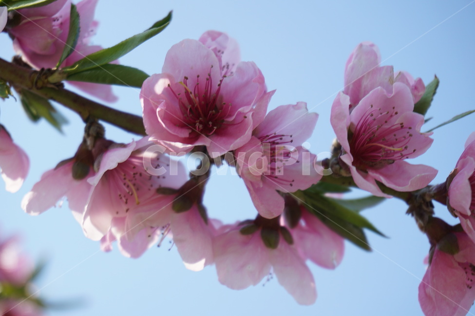 복사꽃,분홍,복숭아,자연,봄,기록,봄,계절,spring,season,식물,자연,plants,nature,꽃,flower,plant,blossom,cherry blossom,벚꽃