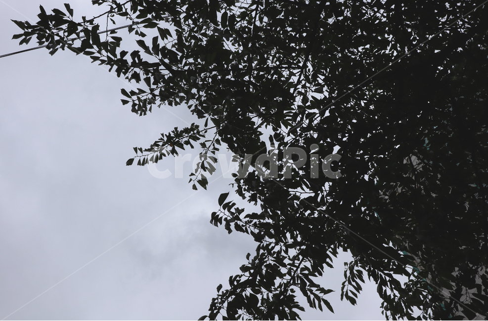 감성,하늘,글루밍,흐린날,나무,먹구름,쓸쓸함,우울함,슬픔,lonely,sky,자연,날씨,darkclouds,자연,풍경,nature,landscape,tree,plant,식물,silhouette,실루엣