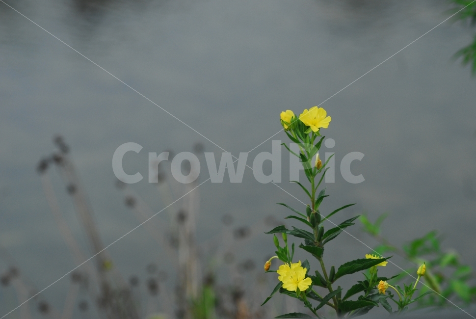 달맞이꽃,꽃,노란색,여름꽃,식물,식물,자연,plants,nature,꽃,flower