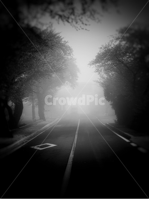 새벽,새벽길,안개,흑백사진,출근,길,흑백,모노톤,monochrome,black and white