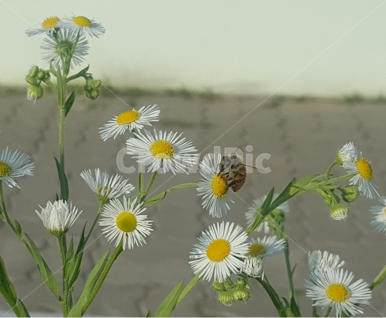 꽃,자연,식물,계란꽃,꿀벌,식물,자연,plants,nature,꽃,flower,동물,animal,곤충,벌레,insect,bug