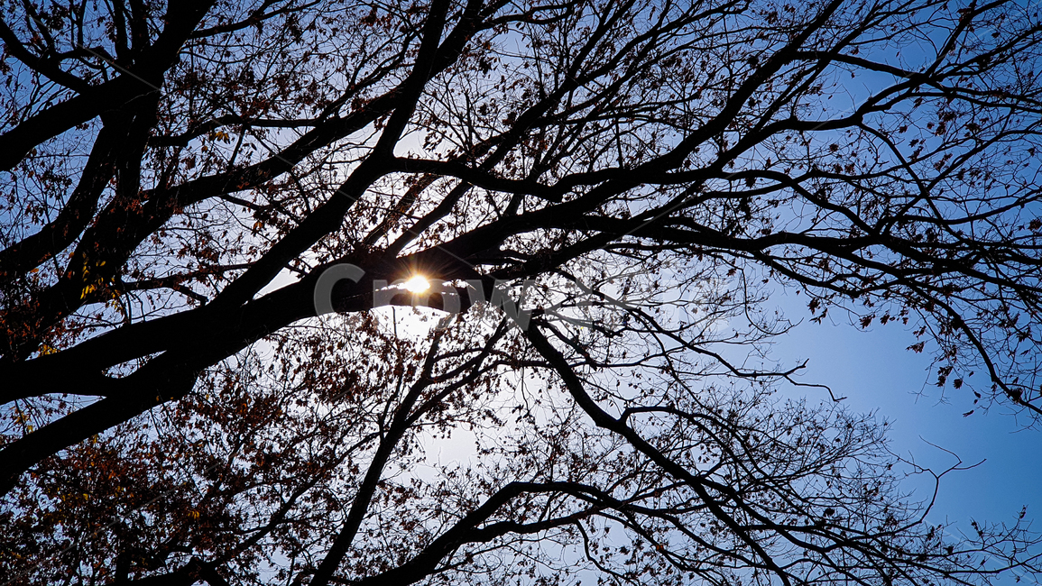 나무,하늘,가을,해,파랑,자연,빛,플레어,flare,light,sun,tree,나무,trees,wood
