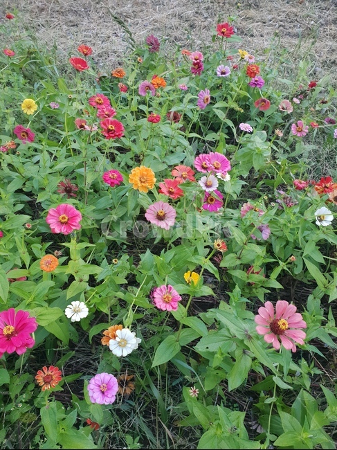 꽃,flower,식물,자연,힐링,숲,산책,식물,자연,plants,nature,꽃,flower