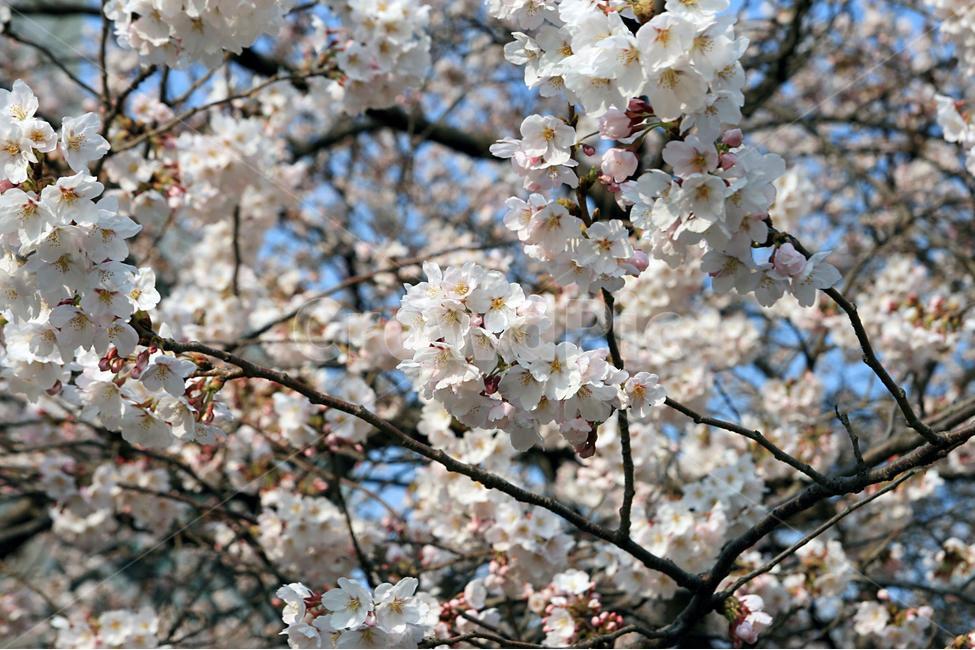 봄,봄꽃,여의도벚꽃,벚꽃,꽃,꽃잎,봄,계절,spring,season,식물,자연,plants,nature,꽃,flower,plant,blossom,cherry blossom