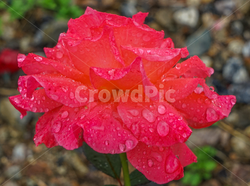 꽃,장미,식물,야생,자연,빗방울,물방울,식물,자연,plants,nature,꽃,flower,비,비오는날,rain,rainy