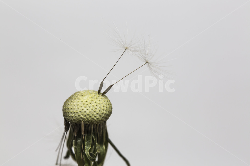 민들레,홀씨,문양,무늬,패턴,식물,자연,plants,nature,꽃,flower