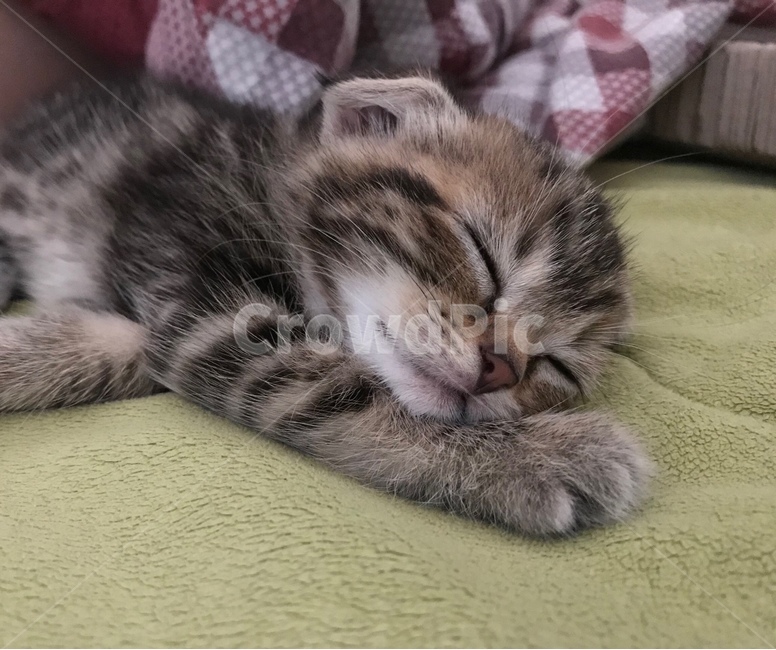 고양이,새끼고양이,스코티쉬폴드,동물,잠