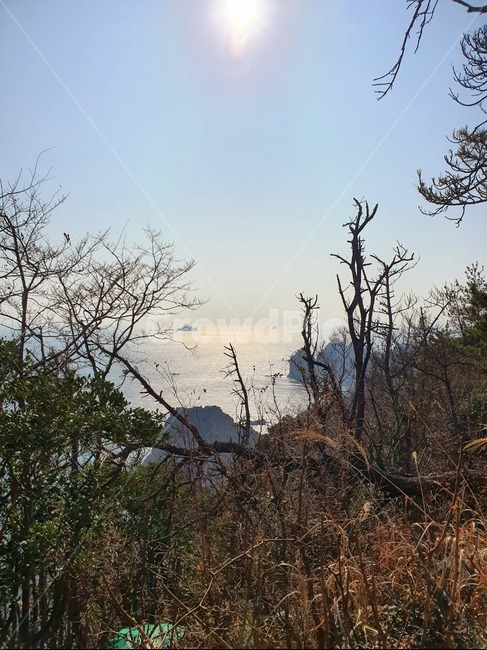 거제도,바다,풀숲,풍경,자연