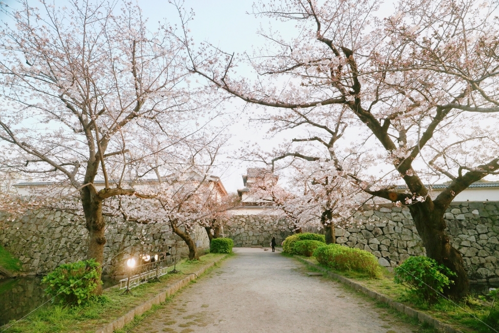후쿠오카,여행,일본,벚꽃,혼자여행,후쿠오카성터,봄,봄,계절,spring,season,해외,외국,세계,foreign,oversea,world,랜드마크,landmark,tourist attraction,감성,sensible,feeling,plant,식물