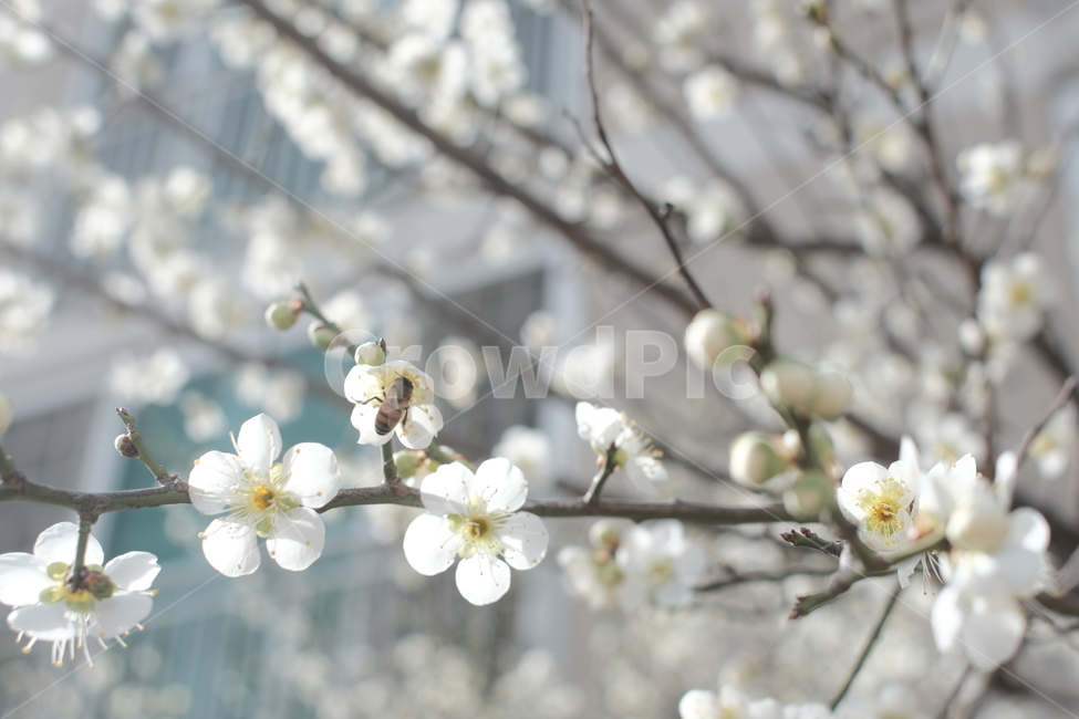 봄,꽃,벌,꽃잎,꿀벌,봄,계절,spring,season,식물,자연,plants,nature,꽃,flower,plant,blossom,cherry blossom,벚꽃