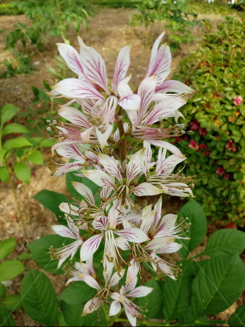 백선꽃,fraxinella,白鮮,백양피,점화,백선피,봉황삼,팔고우,금작아초,자래초,백전,백양선,운향과