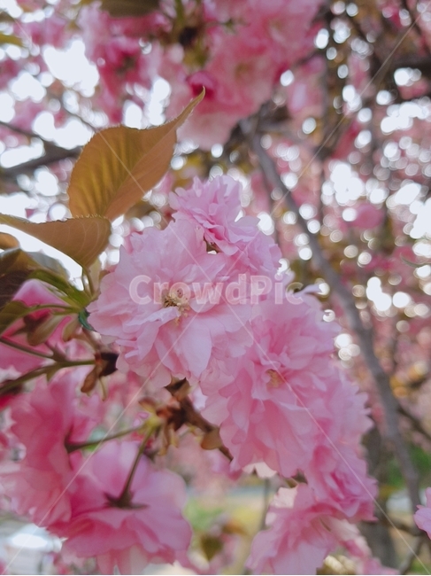 꽃,봄,분홍,blossom,plant,식물,자연,plants,nature,꽃,flower