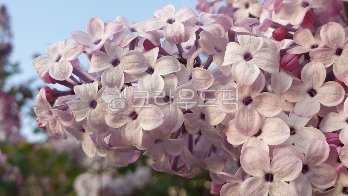 라일락,수수꽃다리,syringavulgaris,야생화,white,pink,흰색,보라색,하얀색,초록,초록색,분홍색,밝은,light,화사하다,아련하다,고결하다,아름답다,bright,gorgeous,sentimental,noble,lofty,beautiful소박하다,tobesimple,simple,brilliant,purple,violet,green,분홍,wildflower,봄,계절,spring,식물,vegetation,plants,꽃,flower,bloom,blossom,잎,leaf,leaves,foliage,springtime,season,낙엽수,deciduoustree,활엽수,broadleaftree