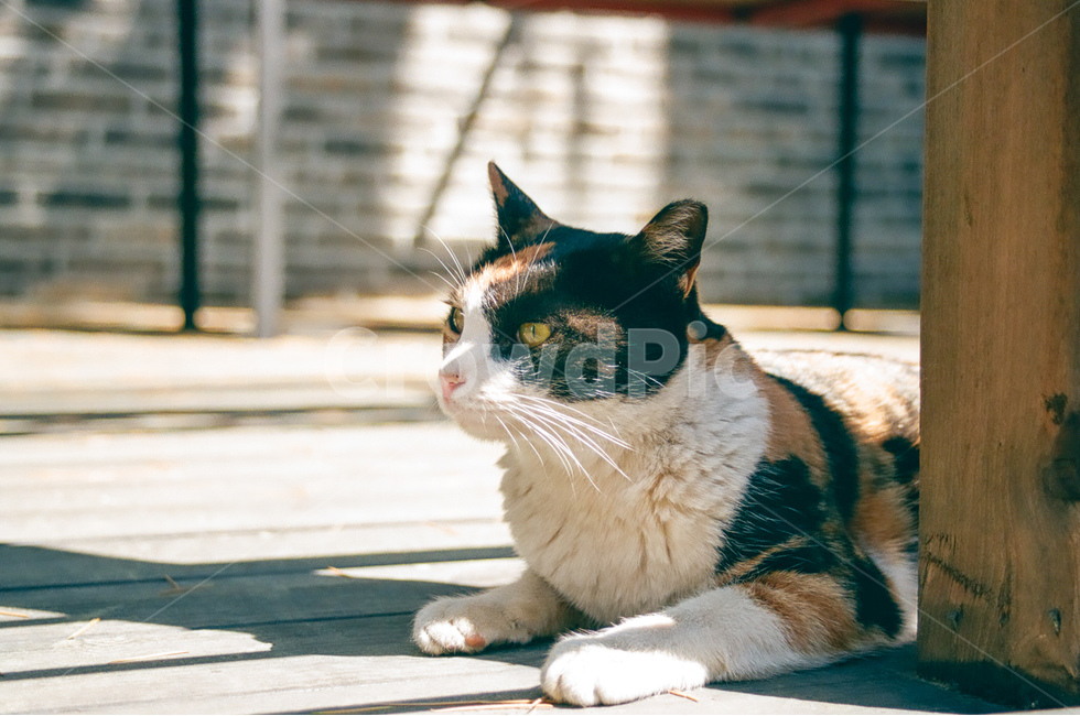 고양이,cat,냐옹이,동물,animals,길고양이,표정,지루함,boring,평화로움,peaceful