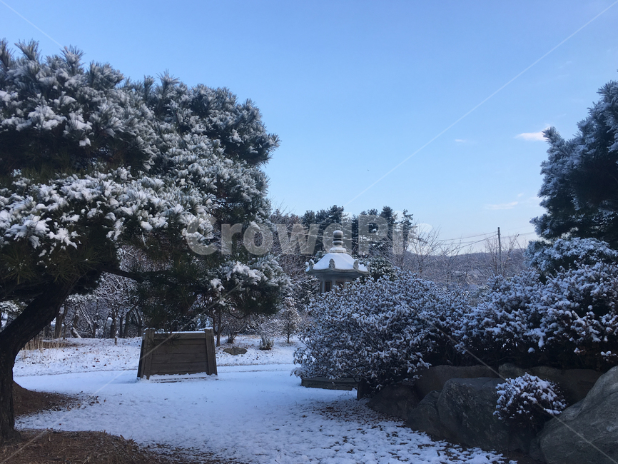 풍경,눈,설경,아침,나무,landscape,snow,snowyscene,morning,tree,겨울,계절,winter,season