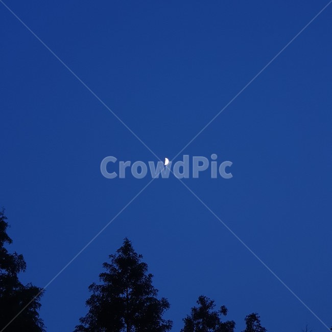 nature,자연,outdoors,옥외,나무,달,moon,밤,저녁,야경,밤,풍경,nightscape,night,landscape