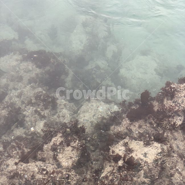 제주도,water,물,nature,자연,ocean,대양,animal,옥외,outdoors,바다,sea,동물,reef,암초,sealife,해양생물