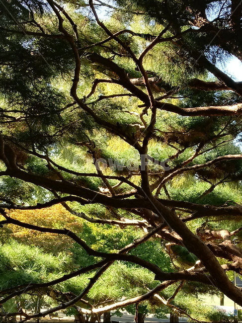 소나무,나무,식물,적송,tree,plant,나무줄기,상록교목,솔나무,송목,육송,송유송,여송,자송,청송,식물,자연,plants,nature,나무,trees,wood