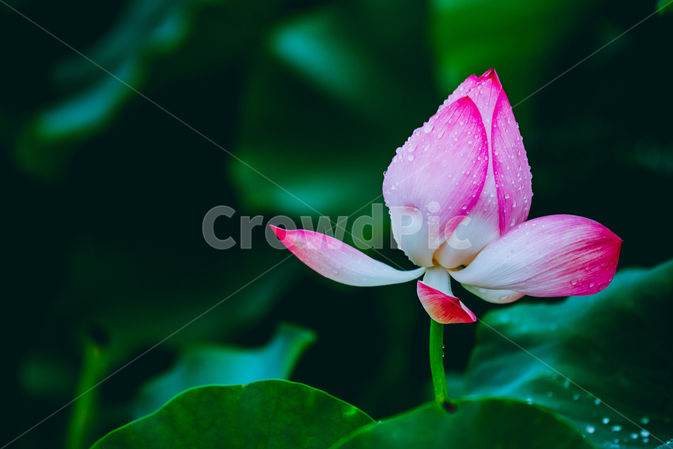 연꽃,꽃,여름꽃,분홍꽃,물방울,식물,자연,plants,nature,꽃,flower