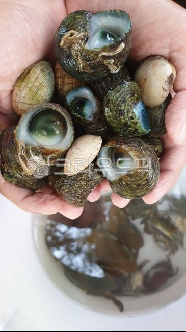 clam,조개,바다조개,조개잡이,seashell