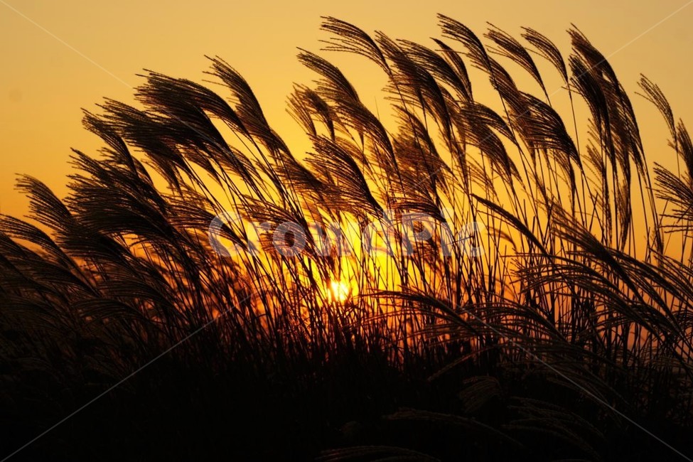 가을,억새,식물,자연,일몰,태양,nature,fall,감성,서정,autumn,가을,계절,fall,autumn,season,자연,풍경,nature,landscape,grass,잔디,plant