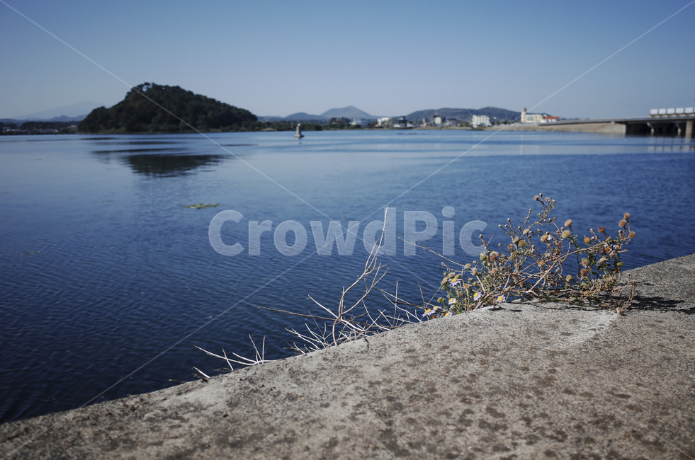 파란,푸른,파란바다,바다,sea,물결,물,water,자연,blue,shoreline,해안선,nature,해변,들꽃