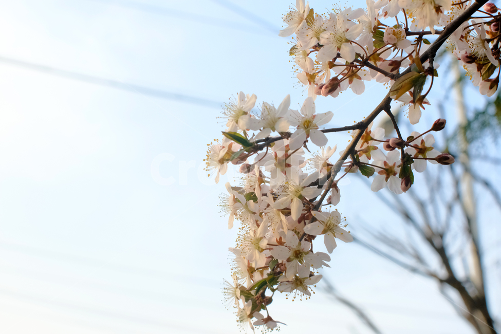 봄,봄꽃,꽃,가로수,꽃잎,흰색,연두색,하늘,여백,나뭇가지,봄,계절,spring,season,식물,자연,plants,nature,꽃,flower,plant